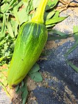 팜모닝 호박·병해충상담 게시글 이미지