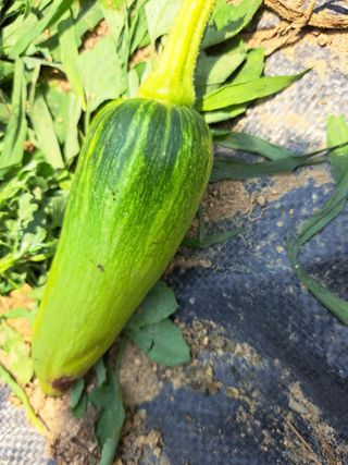 세종 이준희님의 호박 · 병해충상담 작성글 사진