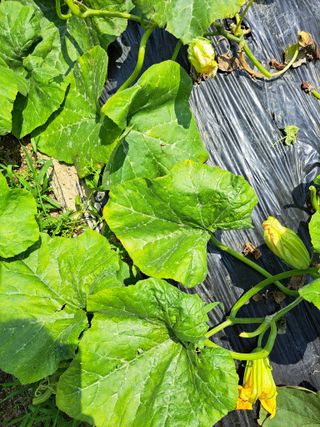 세종 이준희님의 호박 · 병해충상담 작성글 사진