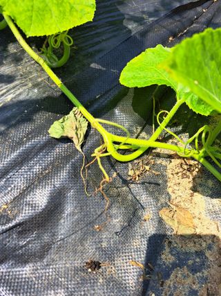 세종 이준희님의 호박 · 병해충상담 작성글 사진