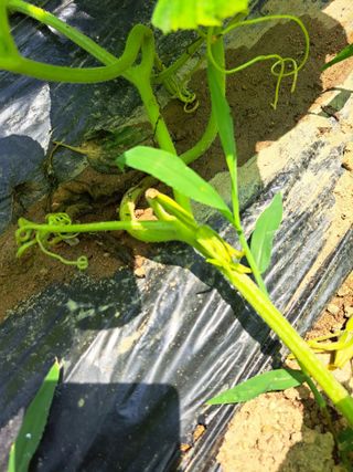 세종 이준희님의 호박 · 병해충상담 작성글 사진