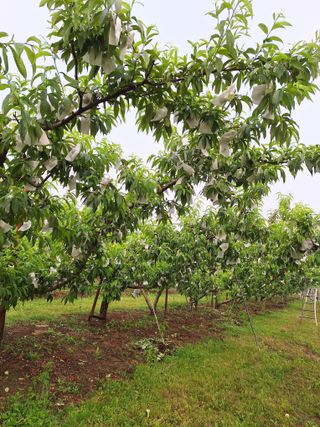 욕심내지말자님의 복숭아 · 자유게시판 작성글 사진