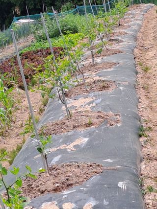 박성기님의 기타작물 · 영농일지 작성글 사진