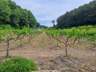 박성기님의 기타작물 · 영농일지 작성글 사진