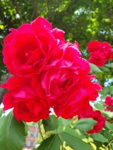 팜모닝 🎤어떤 노래 좋아하세요?·참여글 게시글 이미지