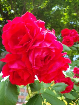 딸기21086님의 🎤어떤 노래 좋아하세요? · 참여글 작성글 사진