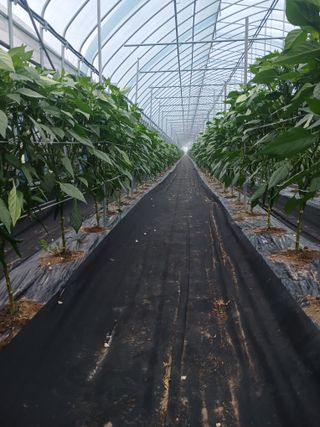 콩나라최여순님의 고추 · 일상 작성글 사진