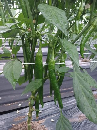 콩나라최여순님의 고추 · 일상 작성글 사진