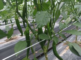 콩나라최여순님의 고추 · 일상 작성글 사진