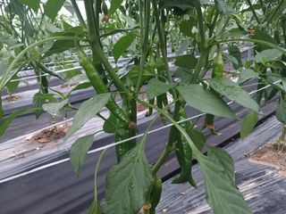 콩나라최여순님의 고추 · 일상 작성글 사진