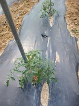 팜모닝 고추·영농일지 게시글 이미지