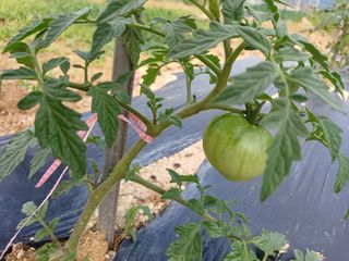 감6258님의 고추 · 영농일지 작성글 사진