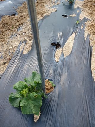 감6258님의 고추 · 영농일지 작성글 사진