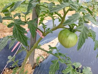 감6258님의 고추 · 영농일지 작성글 사진