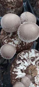 팜모닝 팜모닝·출석 게시글 이미지