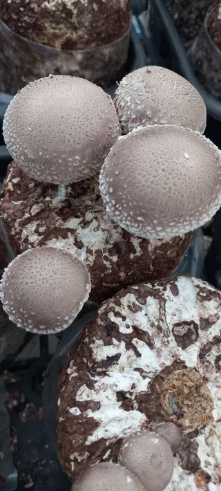 지은주 님의 팜모닝 · 출석 작성글 사진