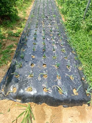 문영식님의 옥수수 · 영농일지 작성글 사진