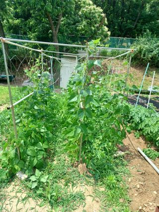 문영식님의 옥수수 · 영농일지 작성글 사진