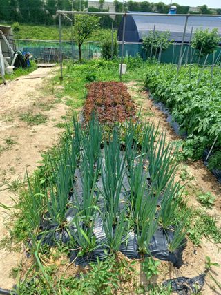 문영식님의 옥수수 · 영농일지 작성글 사진