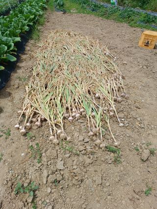 문영식님의 옥수수 · 영농일지 작성글 사진