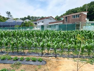 문영식님의 고구마 · 영농일지 작성글 사진