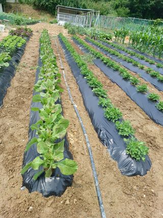 문영식님의 고구마 · 영농일지 작성글 사진