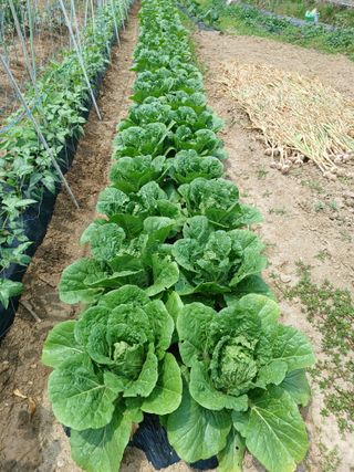 문영식님의 고구마 · 영농일지 작성글 사진