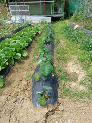 문영식님의 고구마 · 영농일지 작성글 사진