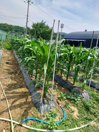 문영식님의 고구마 · 영농일지 작성글 사진