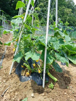 문영식님의 고구마 · 영농일지 작성글 사진