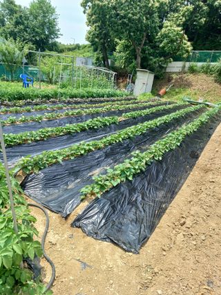 문영식님의 고구마 · 영농일지 작성글 사진