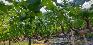 소백산단산포도이종석님의 포도 · 영농일지 작성글 사진