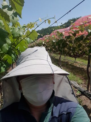 소백산단산포도이종석님의 포도 · 영농일지 작성글 사진