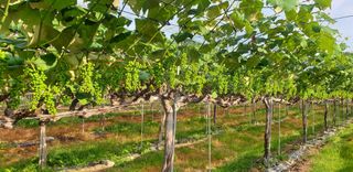 소백산단산포도이종석님의 포도 · 영농일지 작성글 사진