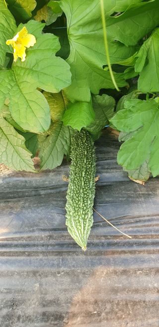 밤가시 여주농장님의 기타작물 · 영농일지 작성글 사진