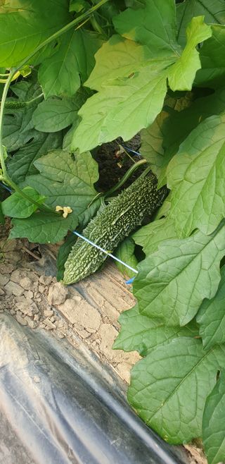 밤가시 여주농장님의 기타작물 · 영농일지 작성글 사진