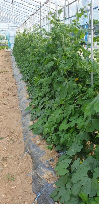 밤가시 여주농장님의 기타작물 · 영농일지 작성글 사진