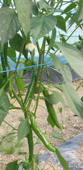 밤가시 여주농장님의 기타작물 · 영농일지 작성글 사진