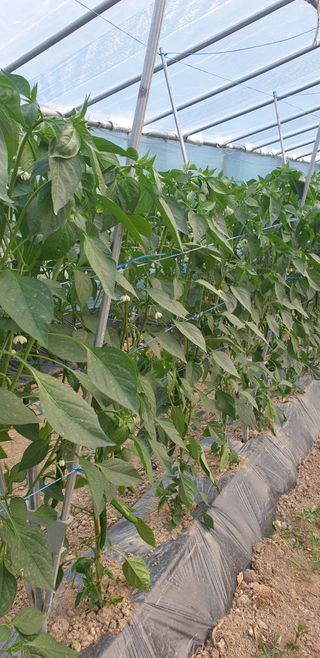 밤가시 여주농장님의 기타작물 · 영농일지 작성글 사진