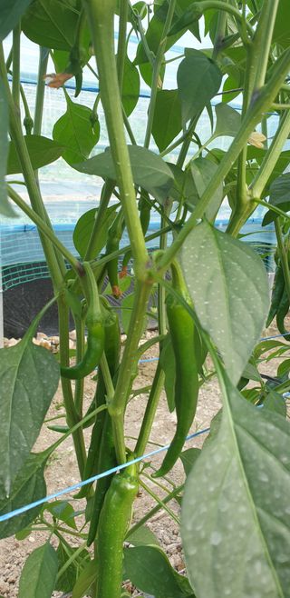 밤가시 여주농장님의 기타작물 · 영농일지 작성글 사진