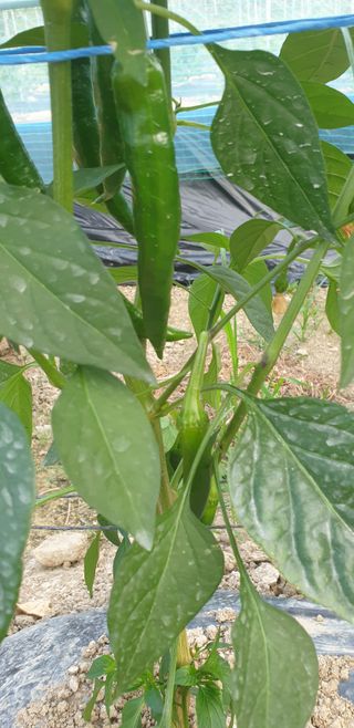 밤가시 여주농장님의 기타작물 · 영농일지 작성글 사진