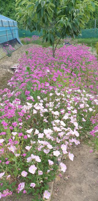 밤가시 여주농장님의 기타작물 · 영농일지 작성글 사진