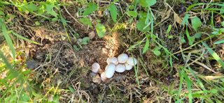 이상윤님의 농사, 무엇이든 물어보세요! · 참여글 작성글 사진