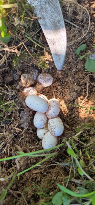 이상윤님의 농사, 무엇이든 물어보세요! · 참여글 작성글 사진