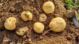 함영규님의 감자 · 영농일지 작성글 사진