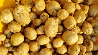 함영규님의 감자 · 영농일지 작성글 사진