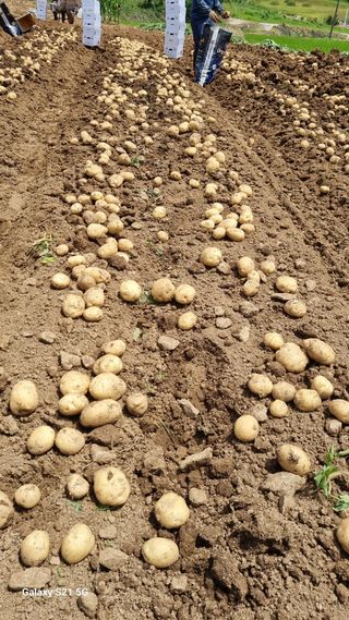 함영규님의 감자 · 영농일지 작성글 사진