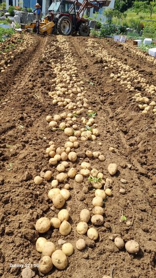 함영규님의 감자 · 영농일지 작성글 사진