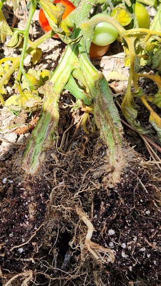 이상보님의 농사, 무엇이든 물어보세요! · 참여글 작성글 사진