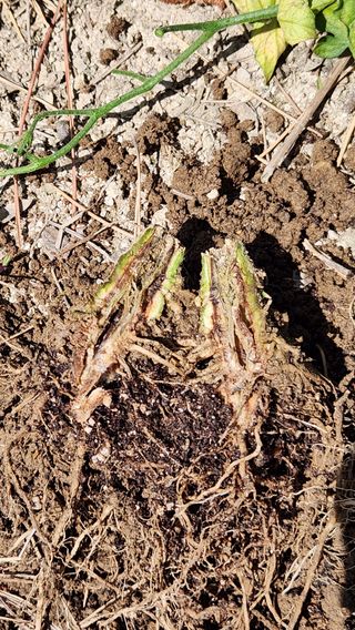 이상보님의 농사, 무엇이든 물어보세요! · 참여글 작성글 사진